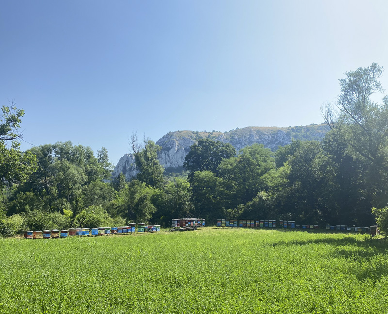 Пчелињак Живић 030 Кошнице