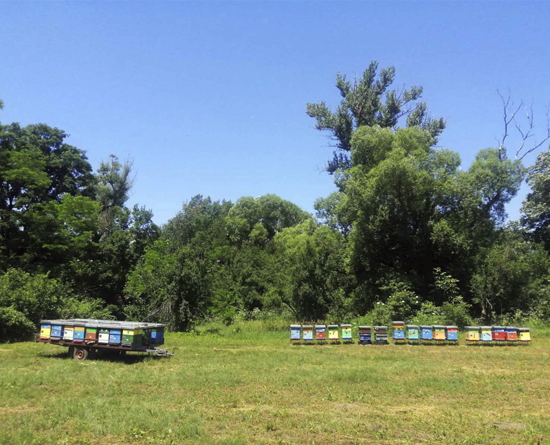 Пчелињак Живић 030 Кошнице