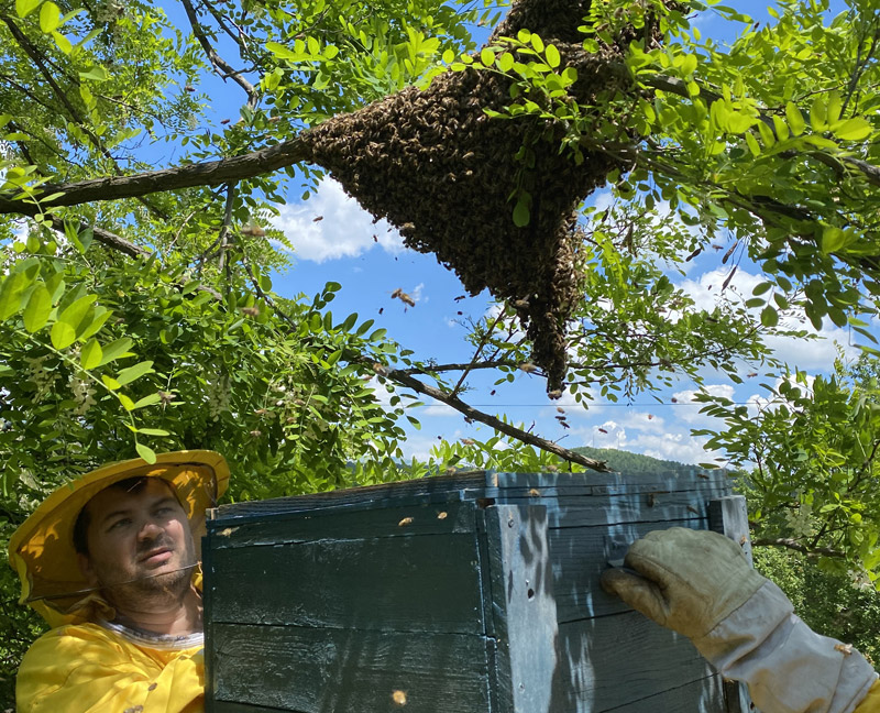 Пчелињак Живић 030 Кошнице